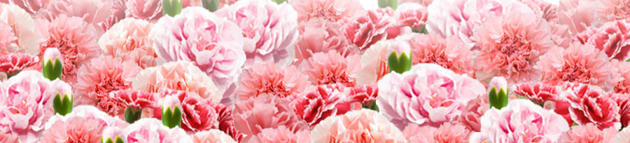 日本每七秒賣出一瓶，銷售人氣第一名，帕妃雯全效水凝霜